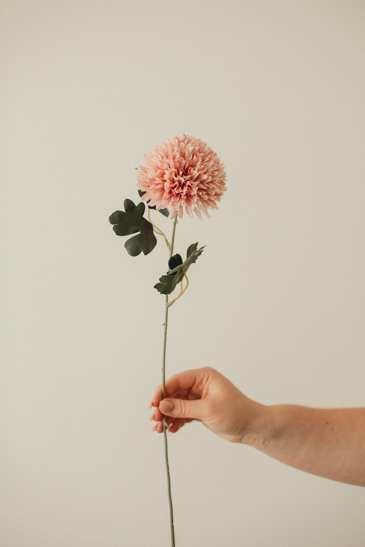 Chrysanthème