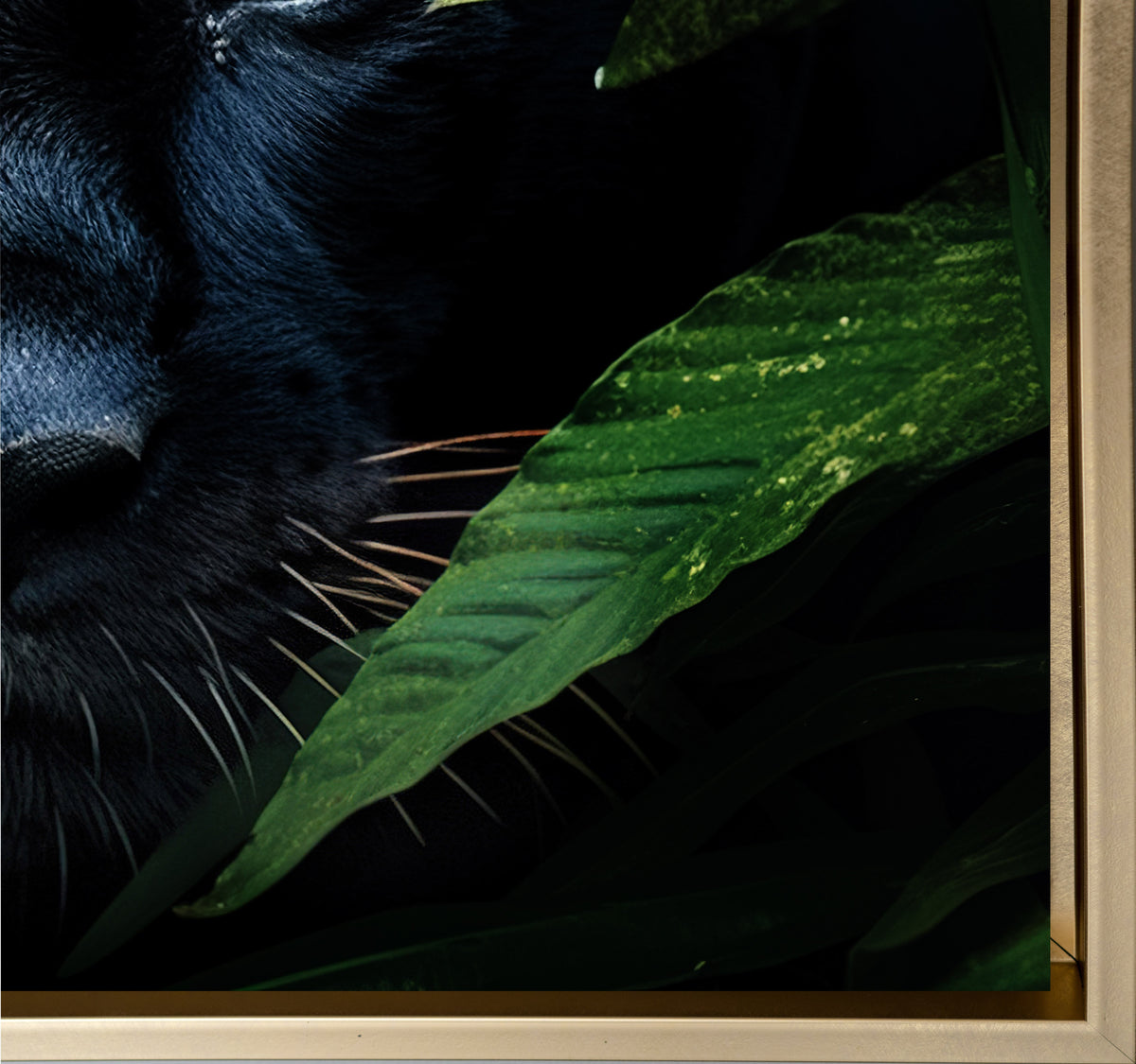 Rare Black Jaguar - Wall Decor-RGB Vanish Canvas Print