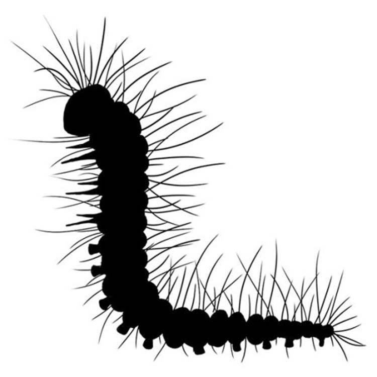 Tampons Lavinia - Christopher la chenille