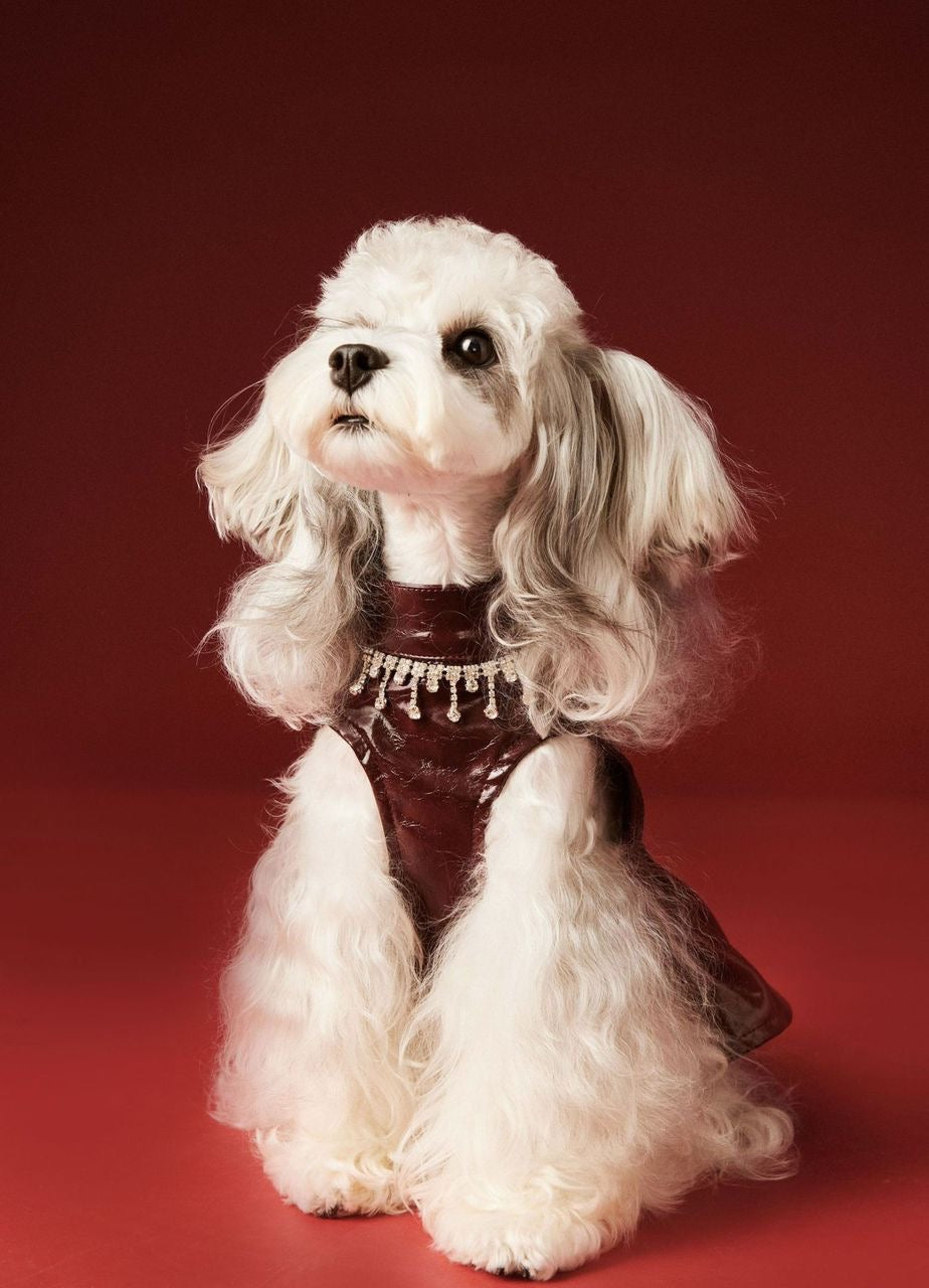 Donna Dog Dress | Dog Dress for Special Occasions