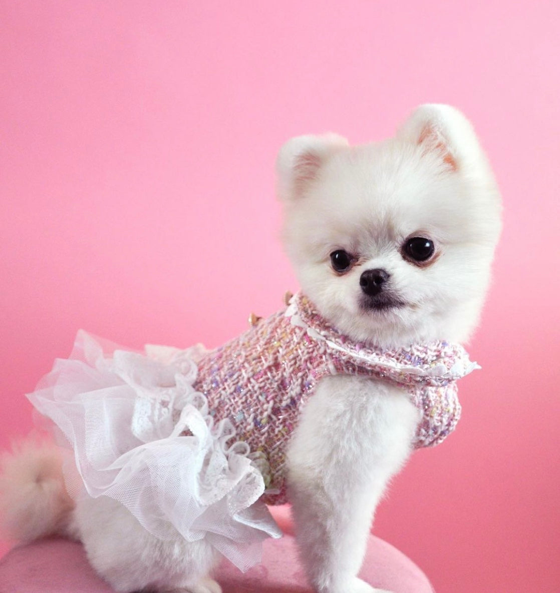 Robe tutu rose pour chien – Robe écossaise avec tutu blanc pour chiens