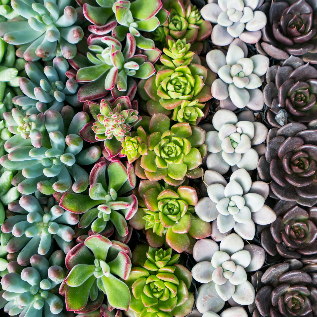 30 succulentes assorties colorées de 3,8 cm - Cadeaux pour événements