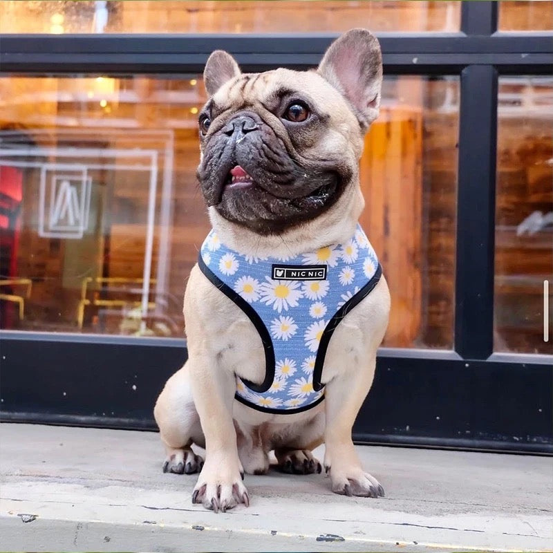 Daisy Harness