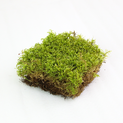 Natural Canadian Forest Moss - Revita-Moss™ (Pleurozium schreberi)