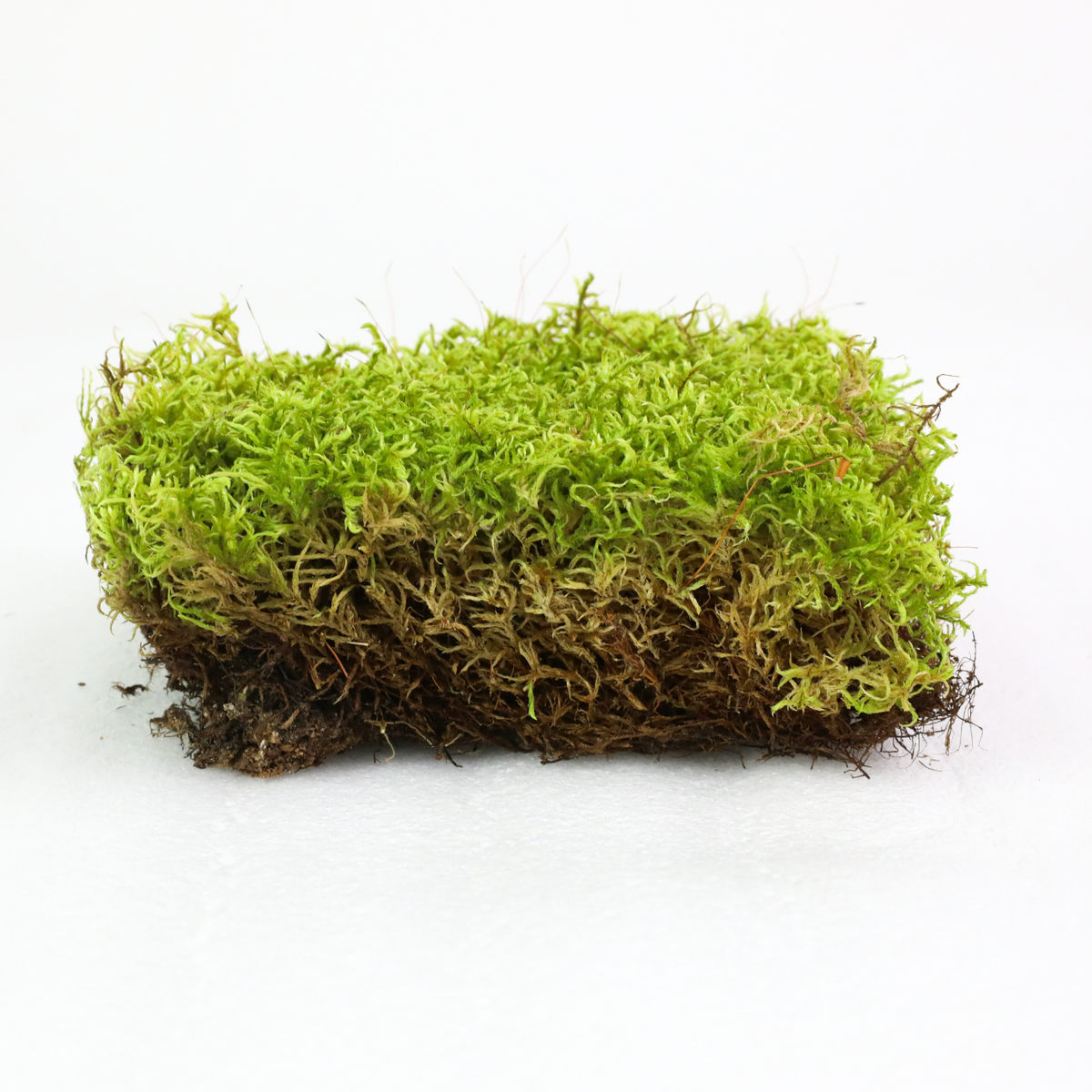 Natural Canadian Forest Moss - Revita-Moss™ (Pleurozium schreberi)