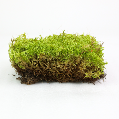Natural Canadian Forest Moss - Revita-Moss™ (Pleurozium schreberi)