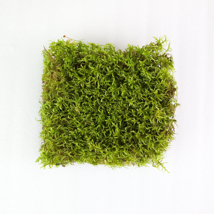 Natural Canadian Forest Moss - Revita-Moss™ (Pleurozium schreberi)