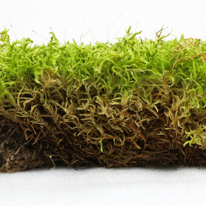 Natural Canadian Forest Moss - Revita-Moss™ (Pleurozium schreberi)