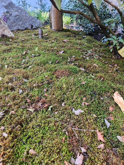 Natural Canadian Forest Moss - Revita-Moss™ (Pleurozium schreberi)