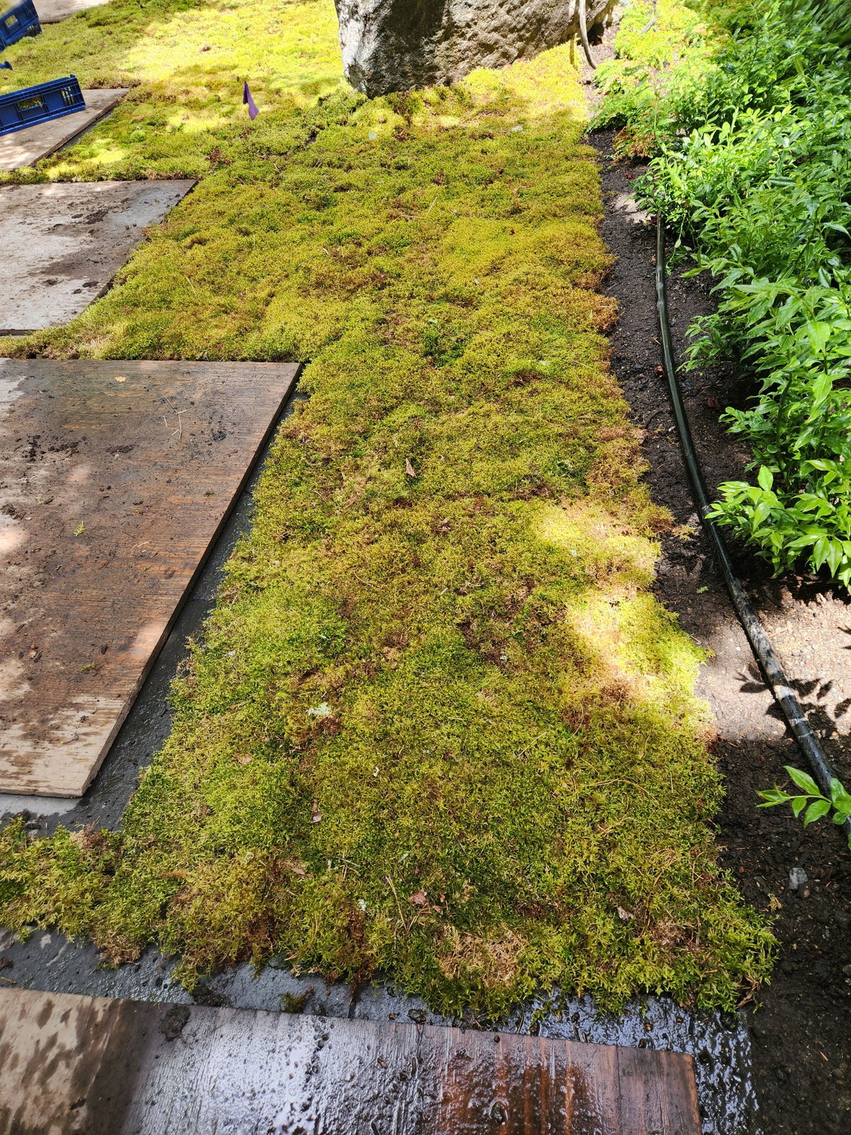 Natural Canadian Forest Moss - Revita-Moss™ (Pleurozium schreberi)