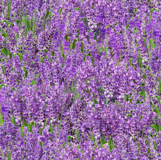 Elizabeth Studio - Paysage Mélange - Lavande - 572-LAV