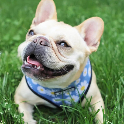 Daisy Harness