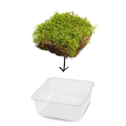 Natural Canadian Forest Moss - Revita-Moss™ (Pleurozium schreberi)