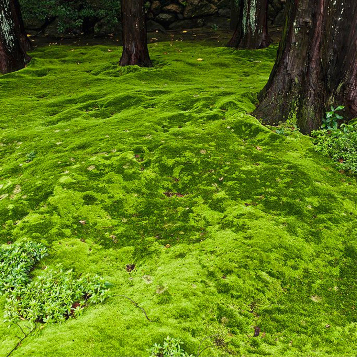 Native Boreal Mix Growable Moss for the Shade