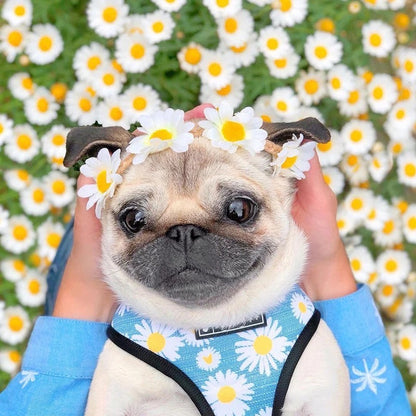 Daisy Harness