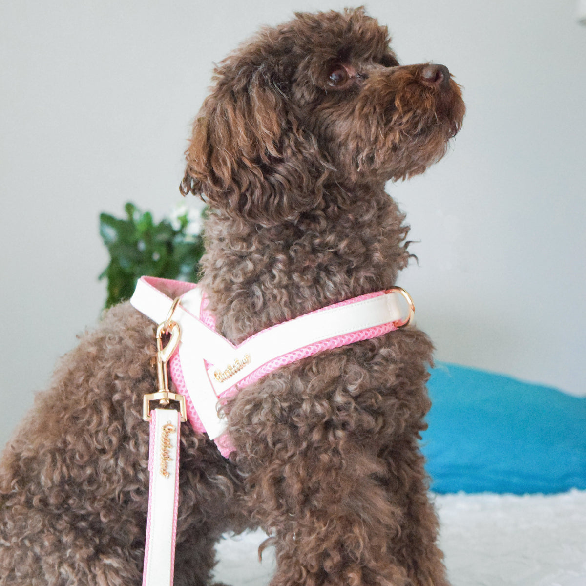 My Baby Girl Collar