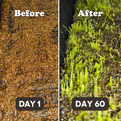 Native Boreal Mix Growable Moss for the Shade