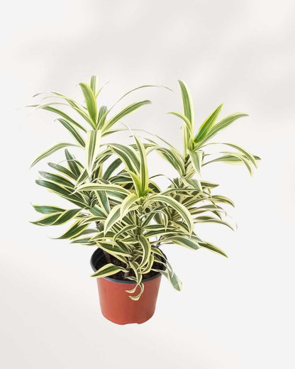Dracaena Reflexa Song of India