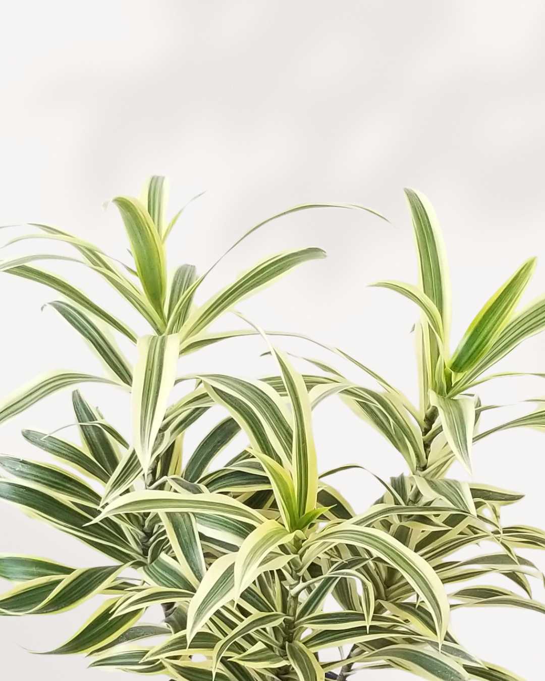 Dracaena Reflexa Song of India