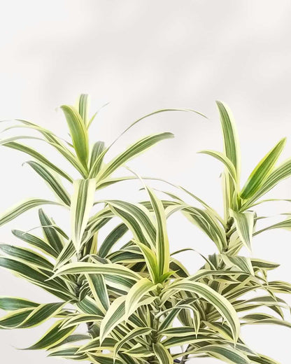 Dracaena Reflexa Song of India