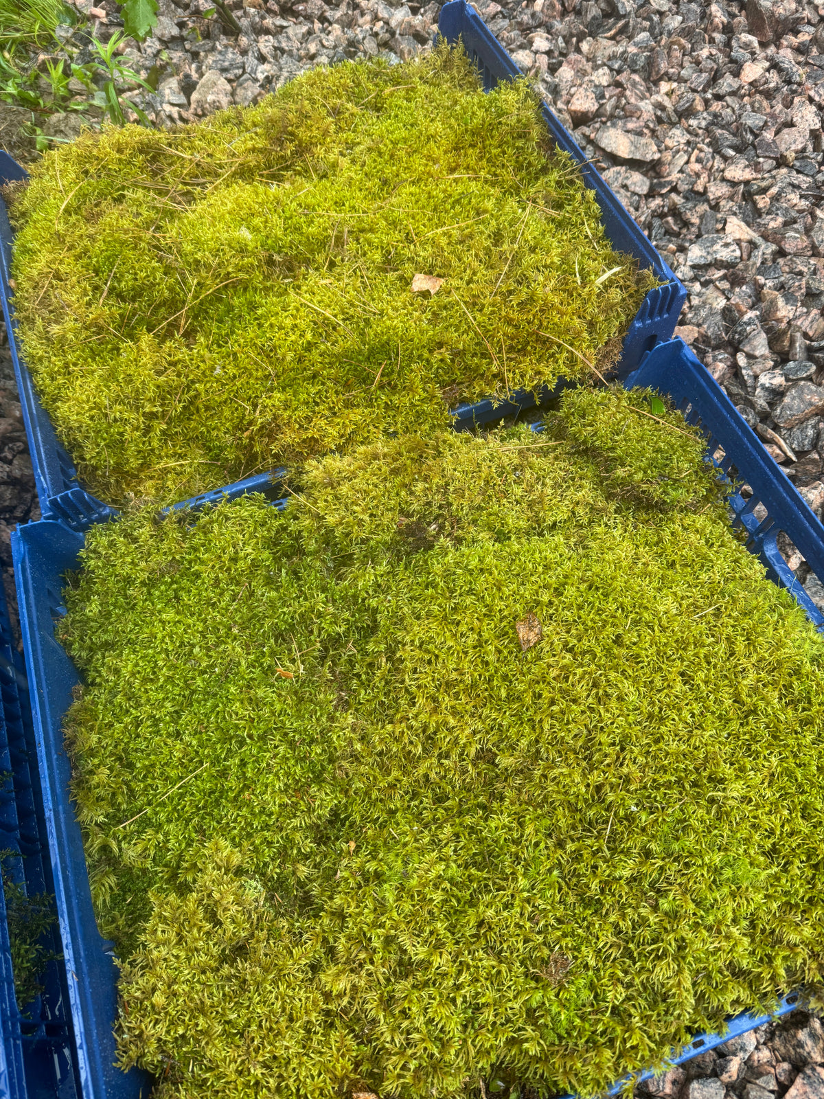 Natural Canadian Forest Moss - Revita-Moss™ (Pleurozium schreberi)