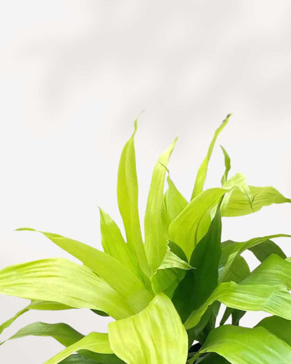 Dracaena Limelight
