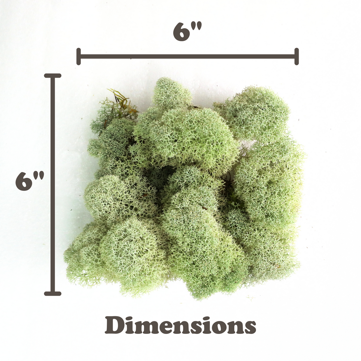 Natural Canadian Reindeer Moss - Revita™-Moss