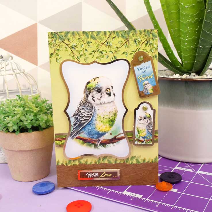 Cartes Éclair - Animaux de Compagnie Parfaits