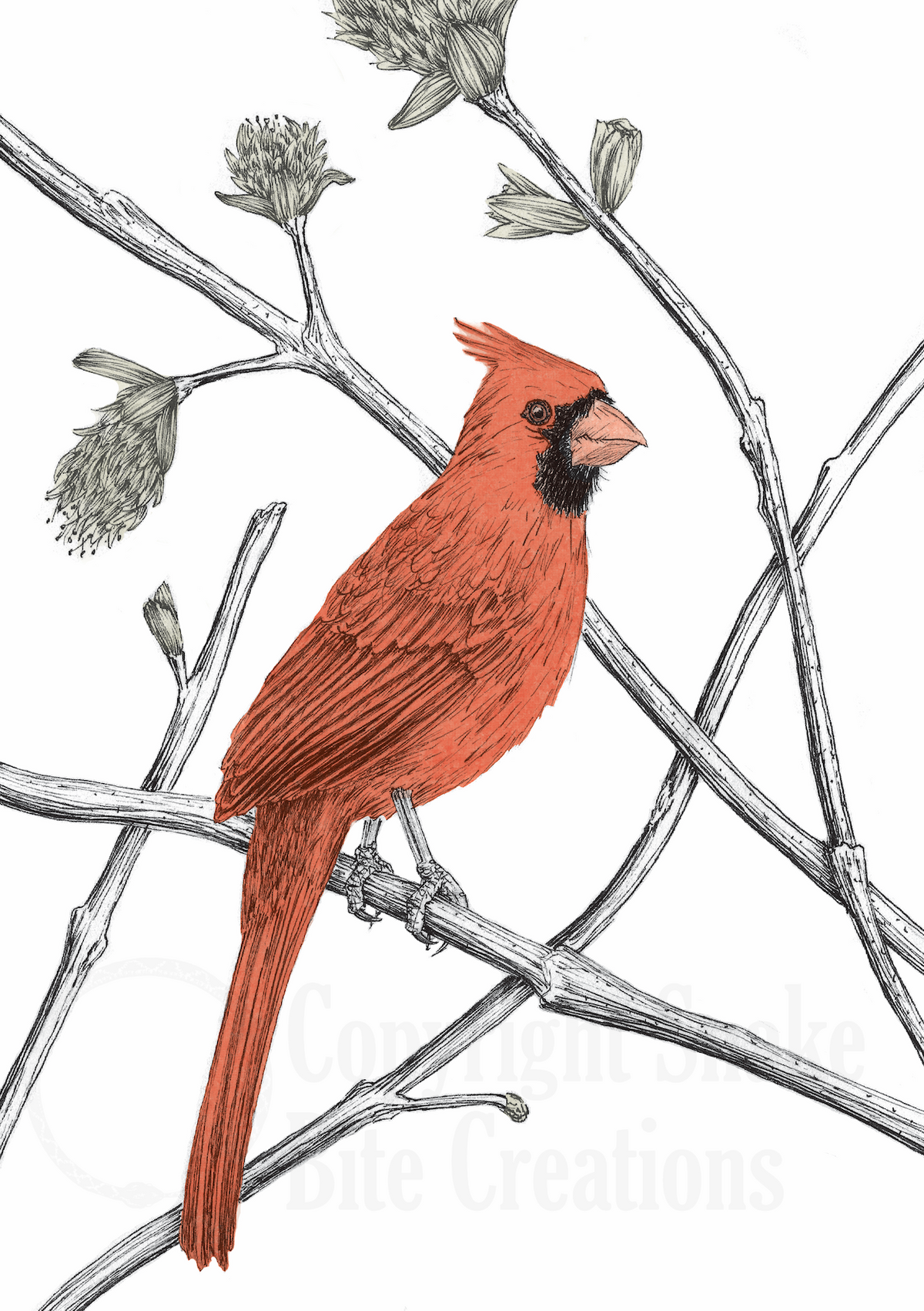 Cardinal Card