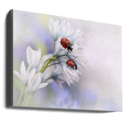 Wall art Ladybirds
