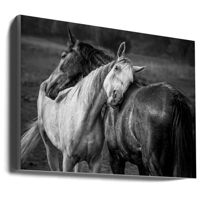 Wall art Warm rain Horses Canvas Print
