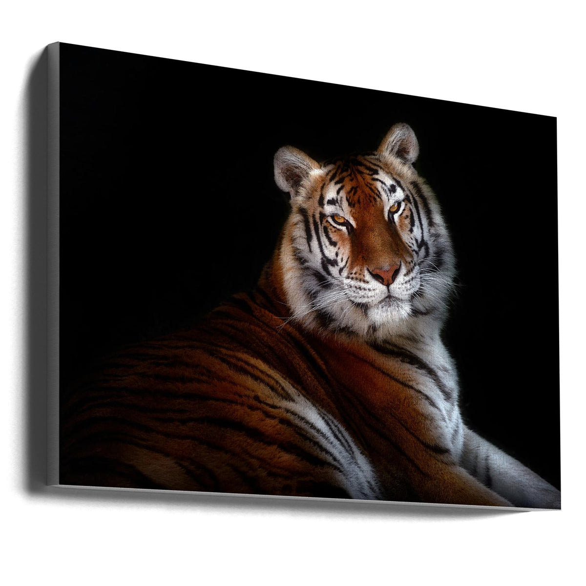 Resting Tiger Portrait on Black Canvas Wall Art | Serenity