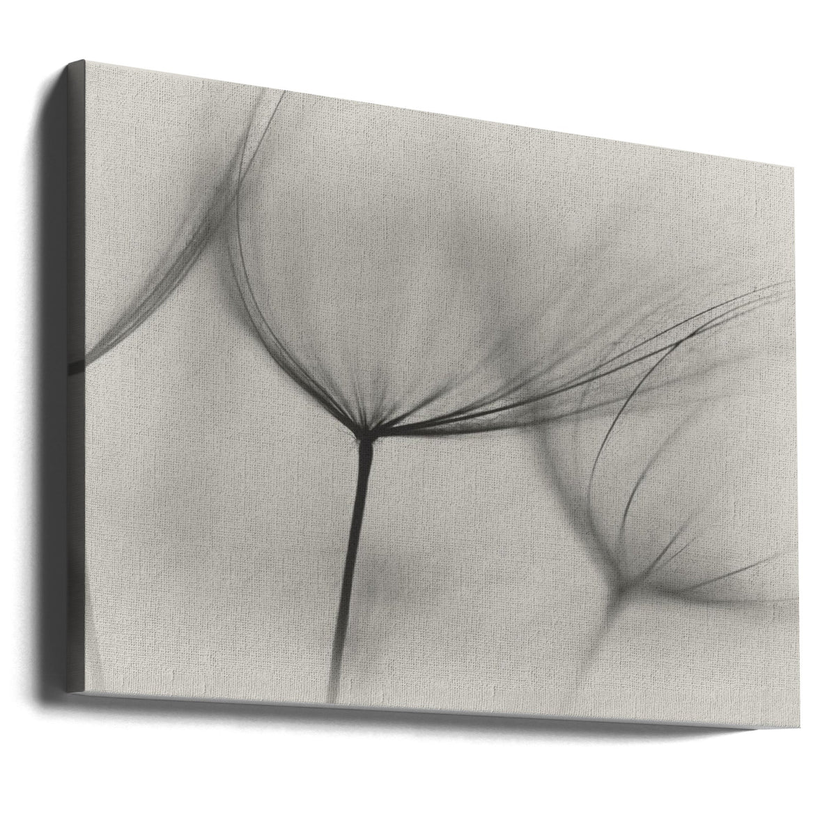 Wall art Tragopogon