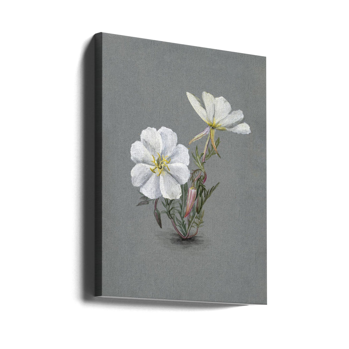 Wall Art Giant Helleborine (1880)