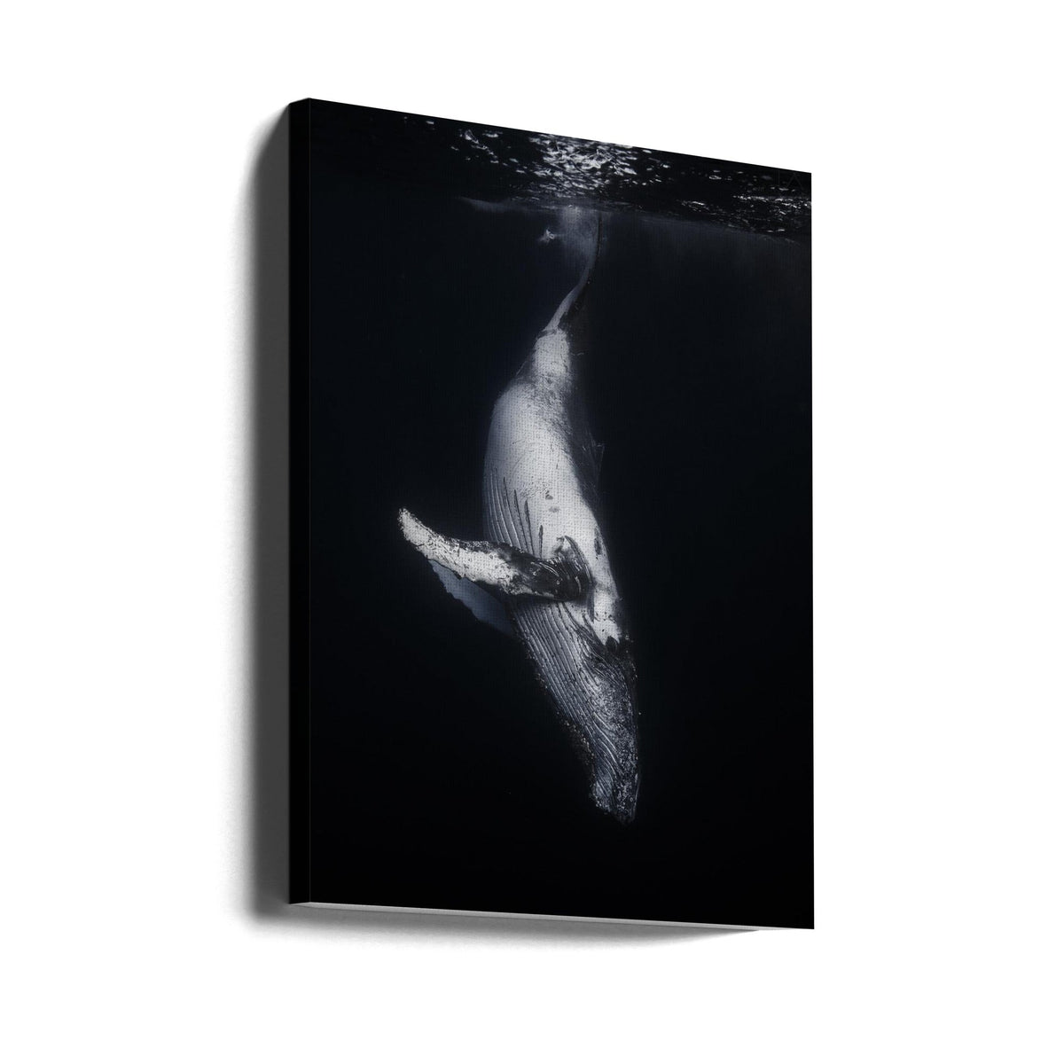 Wall Art-Black Whale