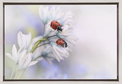 Wall art Ladybirds