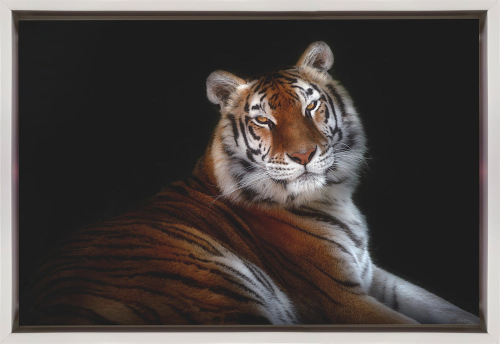 Resting Tiger Portrait on Black Canvas Wall Art | Serenity