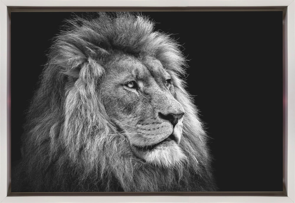Black and White Lion in Side Profile Canvas Wall Art