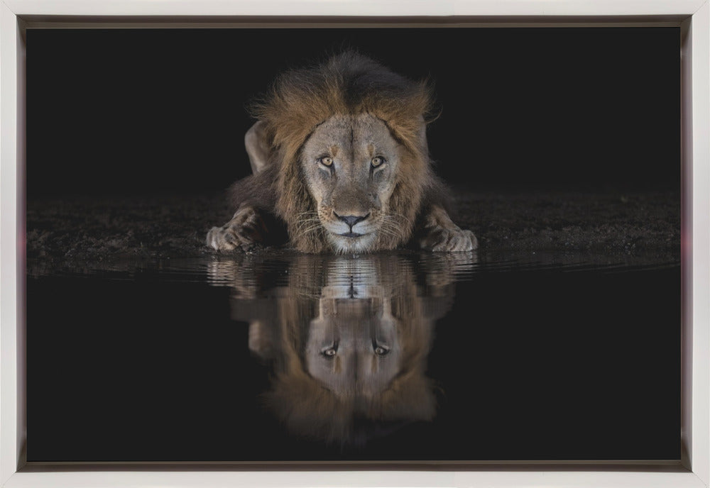 Lion Drinking with a Dark Water Reflection Canvas Wall Art | A Lion at The Night