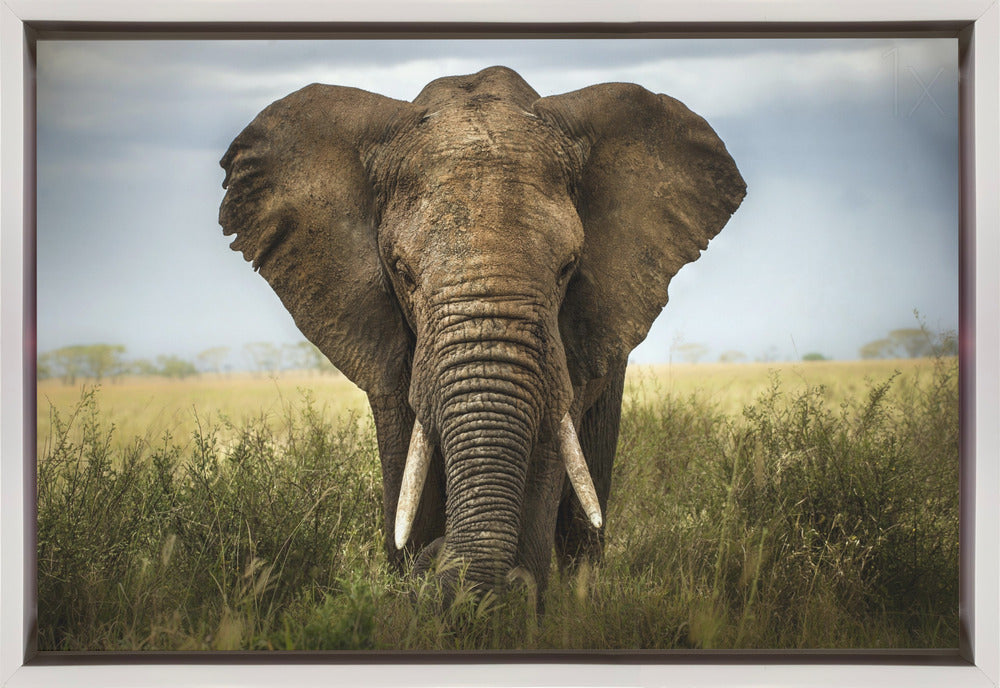 Wall art Encounters in Serengeti. Elephant
