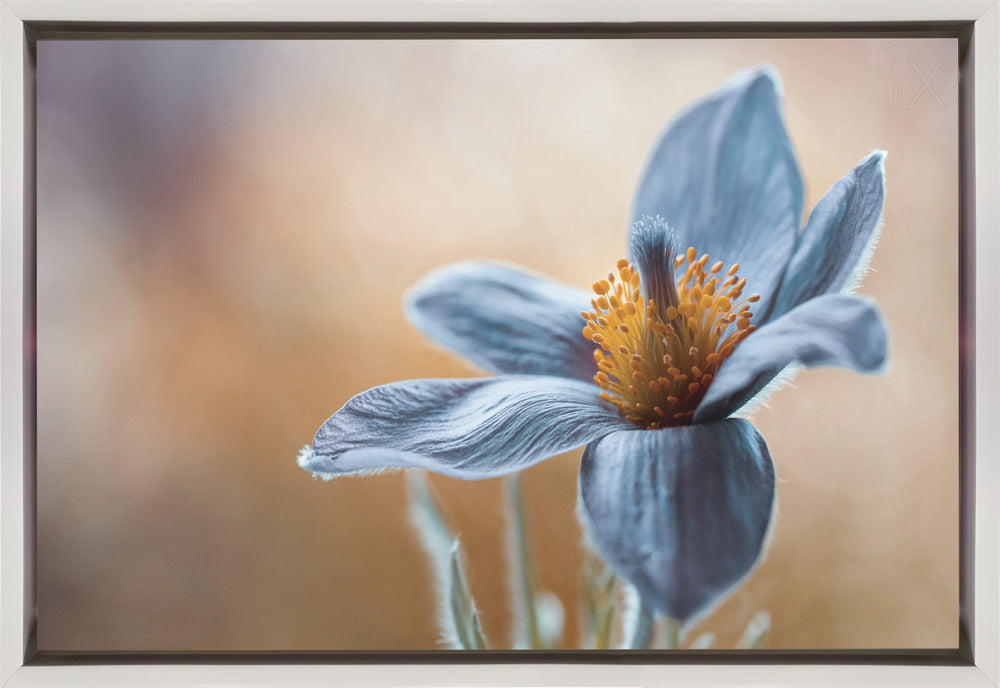 Wall art Pasque. Floral