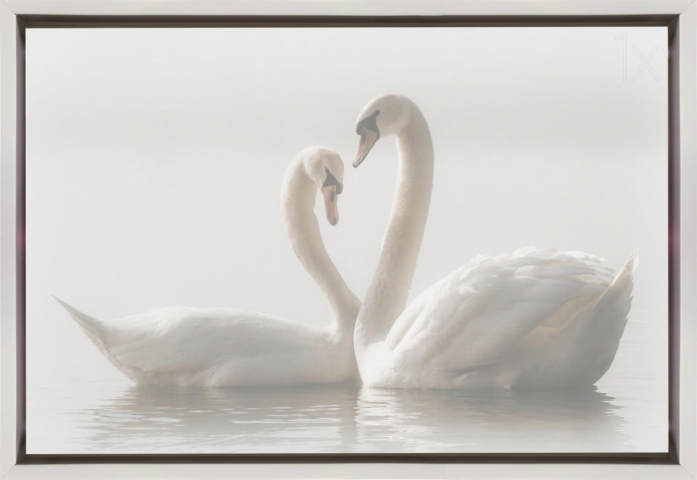 Wall art Forever. Swam