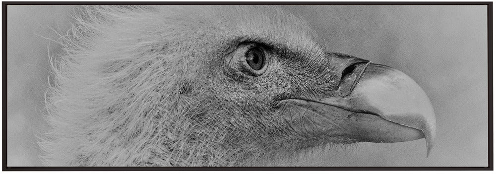 Wall art Bald eagle
