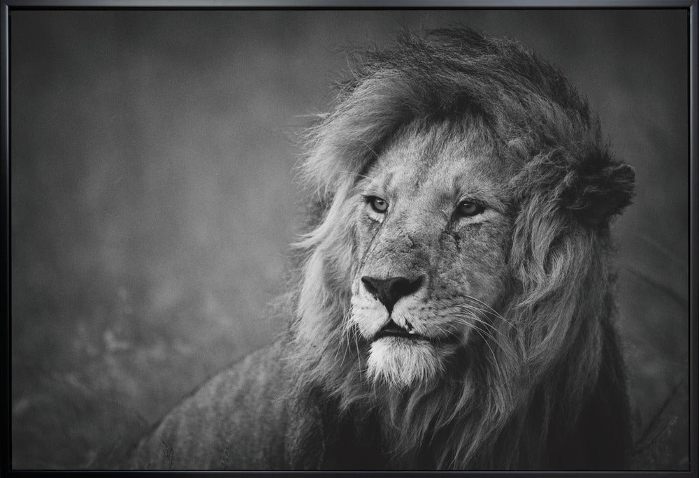 Wall art Regal. Lion