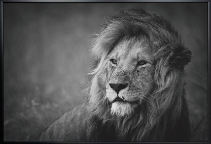 Wall art Regal. Lion