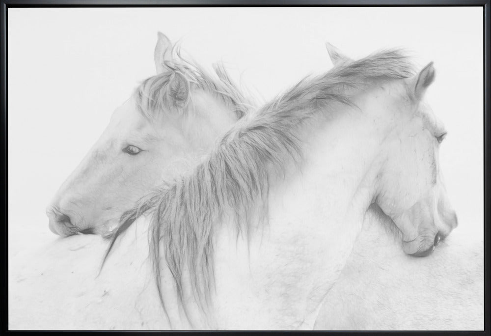 Horses
