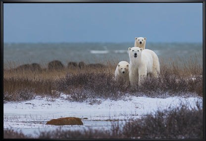 Wall art Mother bear with cubs, Hudson bay in the background