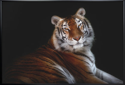 Resting Tiger Portrait on Black Canvas Wall Art | Serenity