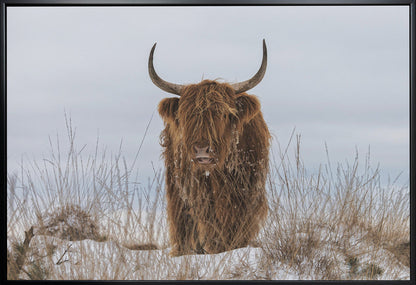 Wall Art Highlander in Snow