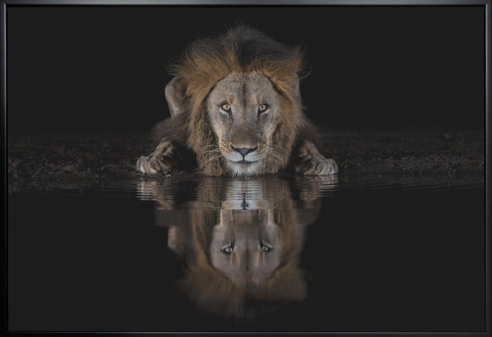 Lion Drinking with a Dark Water Reflection Canvas Wall Art | A Lion at The Night